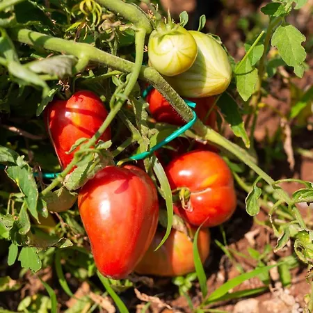 Stone Mill House Vila *