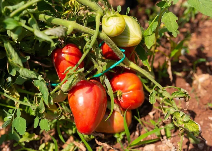 Stone Mill House Villa *